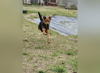 Verspielter, kuscheliger Felix sucht sein Zuhause!