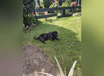 Bojar, Rüde, in Braunschweig auf Pflegestelle sucht sein Zuhause