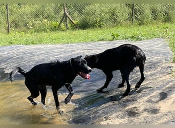 Unser Stitch (ca. 40 cm) sucht seinen Menschen.