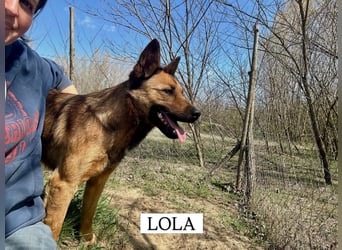Wunderbare Lola, 3 Jahre alt, sucht dich!