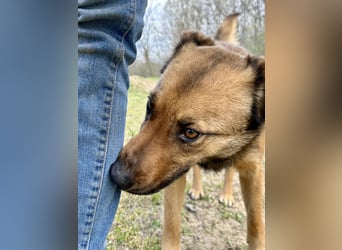 Wunderbare Lola, 3 Jahre alt, sucht dich!