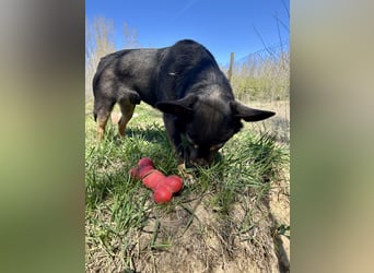 Traumhund Mukki
