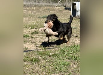 Traumhund Mukki