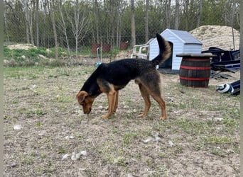 Verspielter, kuscheliger Felix sucht sein Zuhause!