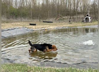 Verspielter, kuscheliger Felix sucht sein Zuhause!