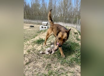 Wunderbare Lola, 3 Jahre alt, sucht dich!
