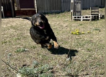 Traumhund Mukki