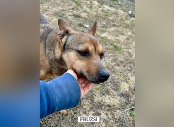 Die süße Fruzsi sucht eine Familie.
