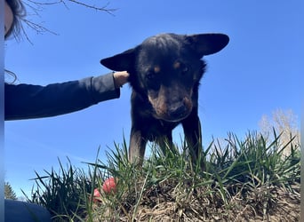 Traumhund Mukki