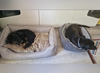 Bojar, Rüde, in Braunschweig auf Pflegestelle sucht sein Zuhause