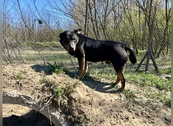Traumhund Mukki