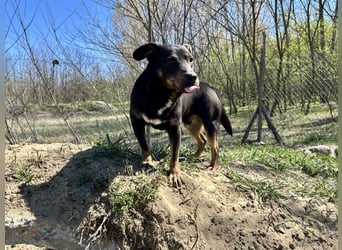 Traumhund Mukki
