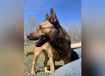 Wunderbare Lola, 3 Jahre alt, sucht dich!