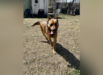 Wunderbare Lola, 3 Jahre alt, sucht dich!