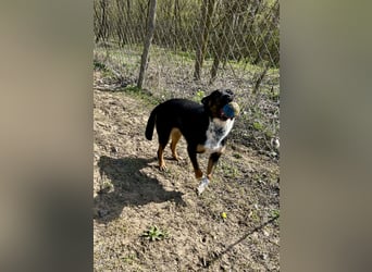 Liebevolle Hündin “Mami” sucht ihre Menschen