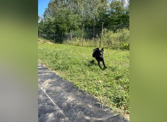 Unser Stitch (ca. 40 cm) sucht seinen Menschen.