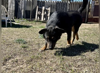 Traumhund Mukki