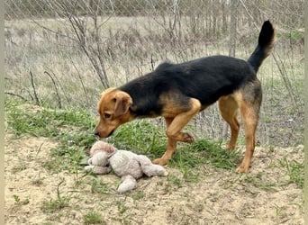 Verspielter, kuscheliger Felix sucht sein Zuhause!