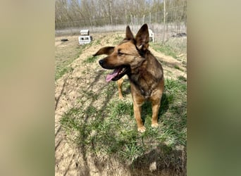 Wunderbare Lola, 3 Jahre alt, sucht dich!