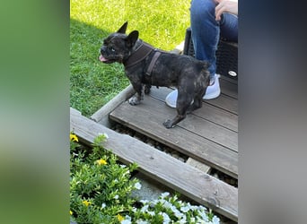 Daisy möchte wieder ein Zuhause haben (Auf Pflegestelle in Bremen).