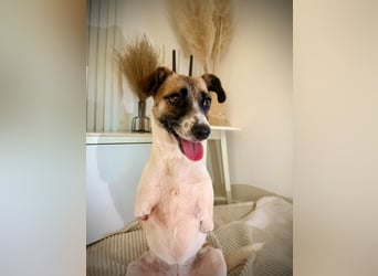 Kisakye, lebensfrohe Handicap-Hündin