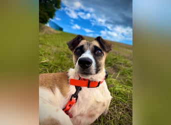 Kisakye, lebensfrohe Handicap-Hündin