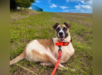 Kisakye, lebensfrohe Handicap-Hündin
