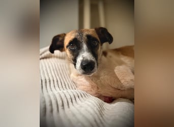 Kisakye, lebensfrohe Handicap-Hündin