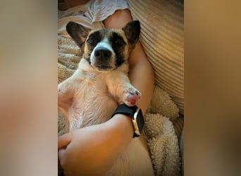 Kisakye, lebensfrohe Handicap-Hündin