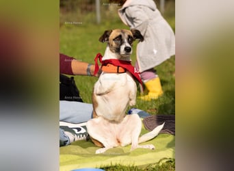Kisakye, lebensfrohe Handicap-Hündin