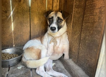 Kisakye, lebensfrohe Handicap-Hündin