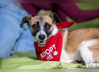 Kisakye, lebensfrohe Handicap-Hündin