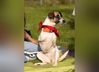 Kisakye, lebensfrohe Handicap-Hündin