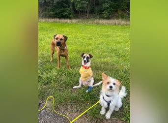 Kisakye, lebensfrohe Handicap-Hündin