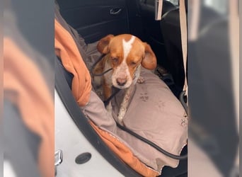 Sonnenschein Lady bringt Freude ins Leben