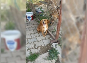 Molly, wenn sie vertraut, wird sie zum Clown