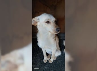 Minu, stille, sanfte Hündin