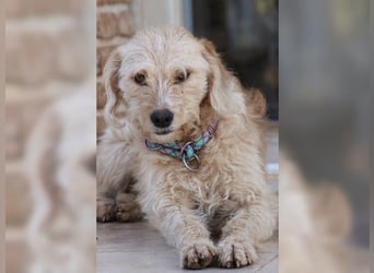 Mali, Goldlöckchen mit Charme