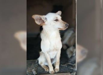 Minu, kleine, zarte, verspielte Zaubermaus