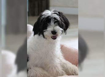 Tilly, Zaubermaus mit Handicap