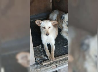 Minu, stille, sanfte Hündin