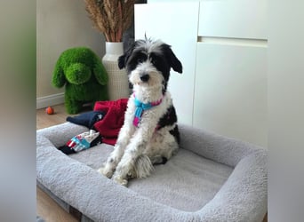 Tilly, Zaubermaus mit Handicap