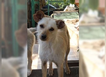 Minu, kleine, zarte, verspielte Zaubermaus