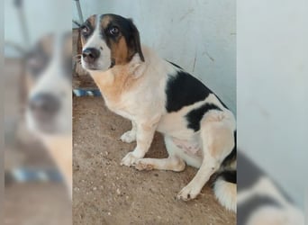 Frieda, liebevolle Hündin die einfach nur gefallen möchte