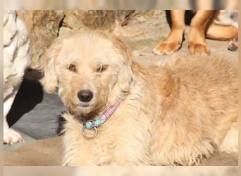 Mali, Goldlöckchen mit Charme