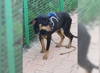 Polly, Angsthündin mit großem Herzen