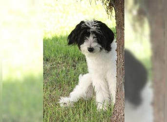 Tilly, Zaubermaus mit Handicap