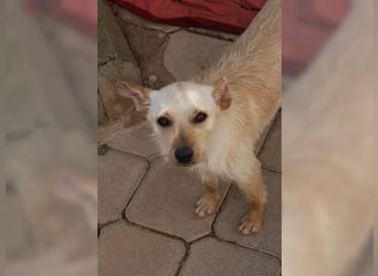 Minu, kleine, zarte, verspielte Zaubermaus