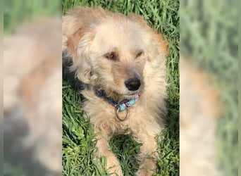 Mali, Goldlöckchen mit Charme