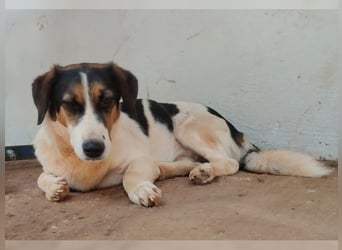 Frieda, liebevolle Hündin die einfach nur gefallen möchte